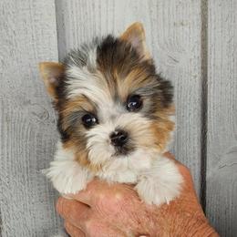 Boy 1 - Parti male Yorkshire Terrier puppy in Jamestown, Tennessee from Green Ridge