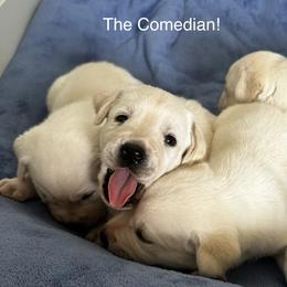Labrador Retriever Puppies from Stonegate Labradors