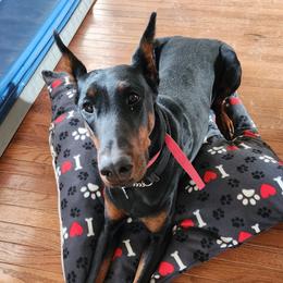 Kreka - Doberman Pinscher