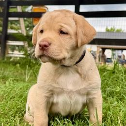 Marceline - Yellow female Labrador Retriever puppy in Culpeper, Virginia from Blue Ridge Canine