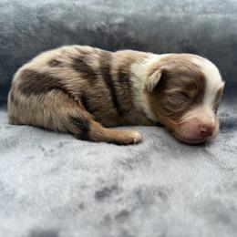 Oliver - Red merle male Toy Australian Shepherd puppy in Ambrose, Georgia from Brandilyn's Aussies