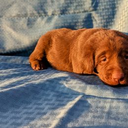 Dilute Retriever and Labrador Retriever Puppies from LC Hunting Labs, LLC.