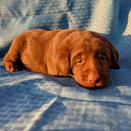 Dilute Retriever and Labrador Retriever Puppies from LC Hunting Labs, LLC.