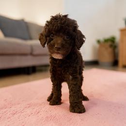 Brown girl with white lip and beard - Phantom female Poodle puppy in Oneida, Tennessee from Pippa’s Place Poodles