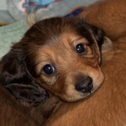 Blaze AKC Boy 3 - Red male Dachshund puppy in Sumrall, Mississippi from JP’s Dachshunds