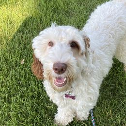 Pinky - Caramel Australian Labradoodle puppy in Statesville, North Carolina from Rose Cottage Labradoodles