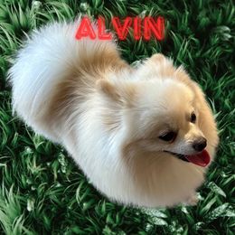 Alvin - Pomeranian