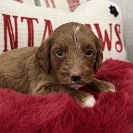 Romeo - Red  male Goldendoodle puppy in The Woodlands, Texas from Gracie's Goldendoodles and Bernedoodles