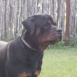Kong - Rottweiler