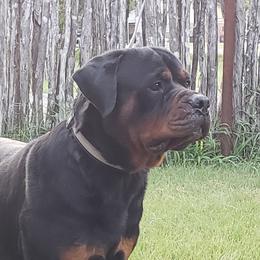 Kong - Rottweiler