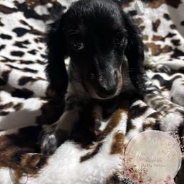 Teddy - Piebald male Dachshund puppy in Lufkin, Texas from CSW Dachshunds