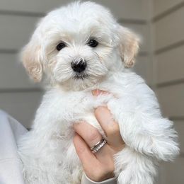Dunken - White male Havapoo puppy in Roseburg, Oregon from Sharon’s Sheepadoodle’s