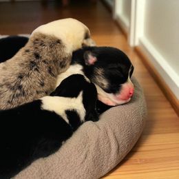 American Corgi puppies from All Hale Corgis