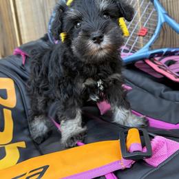 Yellow girl - Black and silver female Miniature Schnauzer puppy in Garrison, Texas from RNH Schnauzers