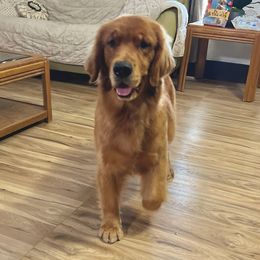 Ruby - Golden Retriever