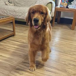 Ruby - Golden Retriever