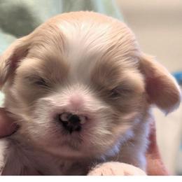 Hailey - Cream female Lhasa Apso puppy in Fort Worth, Texas from Cynthia's Lhasa Apsos