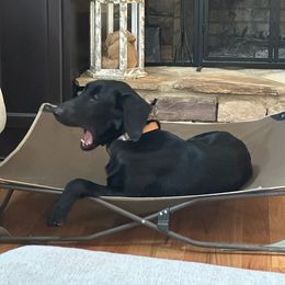 Labrador Retriever All Grown Up from Hallelujah Retrievers