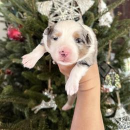 Bernard - Blue merle male Miniature Australian Shepherd puppy in Goldsboro, North Carolina from Maple Ridge Farm
