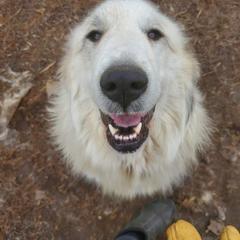 Shania - White and badger female Great Pyrenees puppy in Mikado, Michigan from Brittain Family Farm