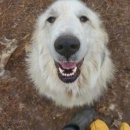 Shania - White and badger female Great Pyrenees puppy in Mikado, Michigan from Brittain Family Farm