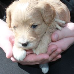 Jodi - Red  Goldendoodle puppy in Shelby Township, Michigan from Shelby Doodles MI LLC