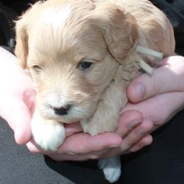 Jodi - Red  Goldendoodle puppy in Shelby Township, Michigan from Shelby Doodles MI LLC