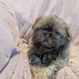 Shih Tzu Puppies from Good Fortune Shih Tzus