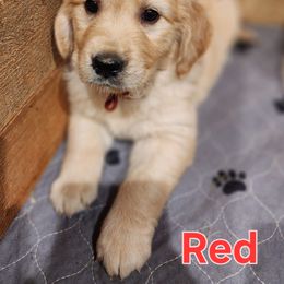 Red - Golden female Golden Retriever puppy in Lucasville, Ohio from Halo Kennels