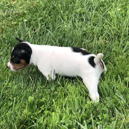 Rat Terrier Puppies from Mary ann Whipple's Rat Terriers