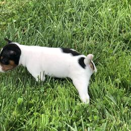 Rat Terrier Puppies from Mary ann Whipple's Rat Terriers