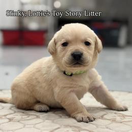 Slinky - Yellow male Labrador Retriever puppy in Owosso, Michigan from Bennington Retrievers