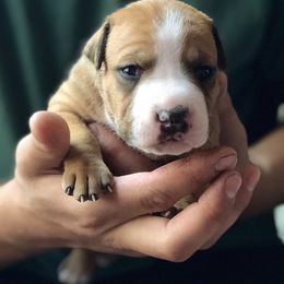 American Staffordshire Terrier Puppies from Liberty Am Staffs