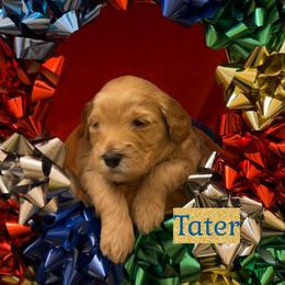 Tater - Apricot male Goldendoodle puppy in Stroudsburg, Pennsylvania from Momma’s Mini Goldendoodles