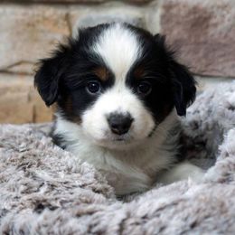 Golden Retrievers and Miniature American Shepherds from Sunrise Miniature American Shepherds