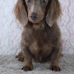 Bridgette - Dachshund