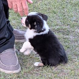Cooper - Black tri male Miniature Australian Shepherd puppy in Lufkin, Texas from Texas Lil Cowdogs