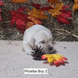 Phoebe boy 2 - Light golden male Golden Retriever puppy in Niles, Michigan from Christiana Creek Goldens