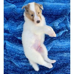 Mickey - White male Collie puppy in St Augustine, Florida from Saltwater Collies LLC