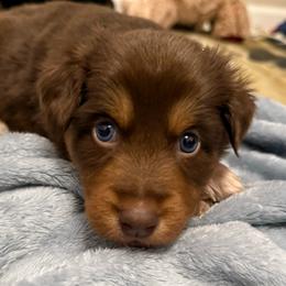 Ariel - Red tri-color female Australian Shepherd puppy in East Hartford, Connecticut from CT Aussies
