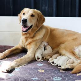 Third pick - Golden male Golden Retriever puppy in Paoli, Indiana from Rose n’ Thistle Farm