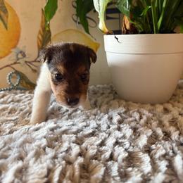 Nick Wilde - White black and tan male Wire Fox Terrier puppy in Liberty, Kentucky from A day in the life of a wire fox terrier