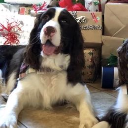 Sully - English Springer Spaniel