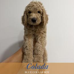 Colada - Apricot male Goldendoodle puppy in Miami, Florida from Kalidoodlee