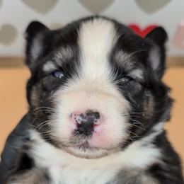 Quinn4Boy4- BTM,NBT,AKC,OFAs,Genetics - Black tri-color male Australian Shepherd puppy in South Hill, Virginia from Silverside Aussies LLC