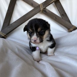Girl 4 - White and black Pembroke Welsh Corgi puppy in Dugspur, Virginia from Camelot Corgis