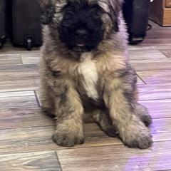 Bouvier des Flandres Puppies from Desert Diamonds Bouviers
