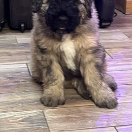 Bouvier des Flandres Puppies from Desert Diamonds Bouviers