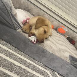 Labrador Retriever Puppies from Stirpe Corleone Labradors