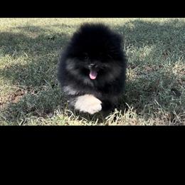 Pomeranian Puppies from Cascade Pomeranians